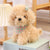 Dolls & Accessories Dog Pp Cotton Toys